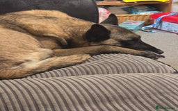 Belgian Shepherd Dog dogs for sale: Calm, loving Athena - Image 15