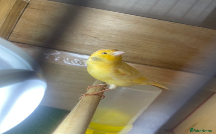 Canaries birds - Advert 1