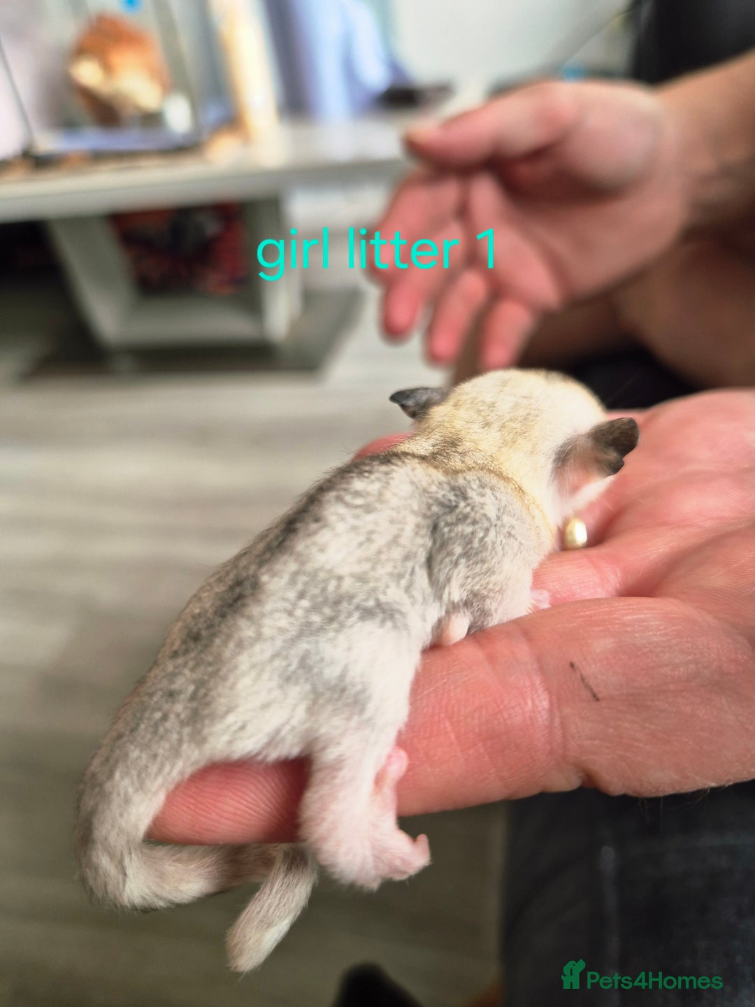 Sugar Glider rodents for sale: 4 baby sugar gliders ready 13th sept price each  - Image 25