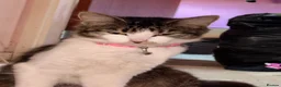 Mixed Breed cats for sale: 2 male kittens  in Macclesfield - Advert 1