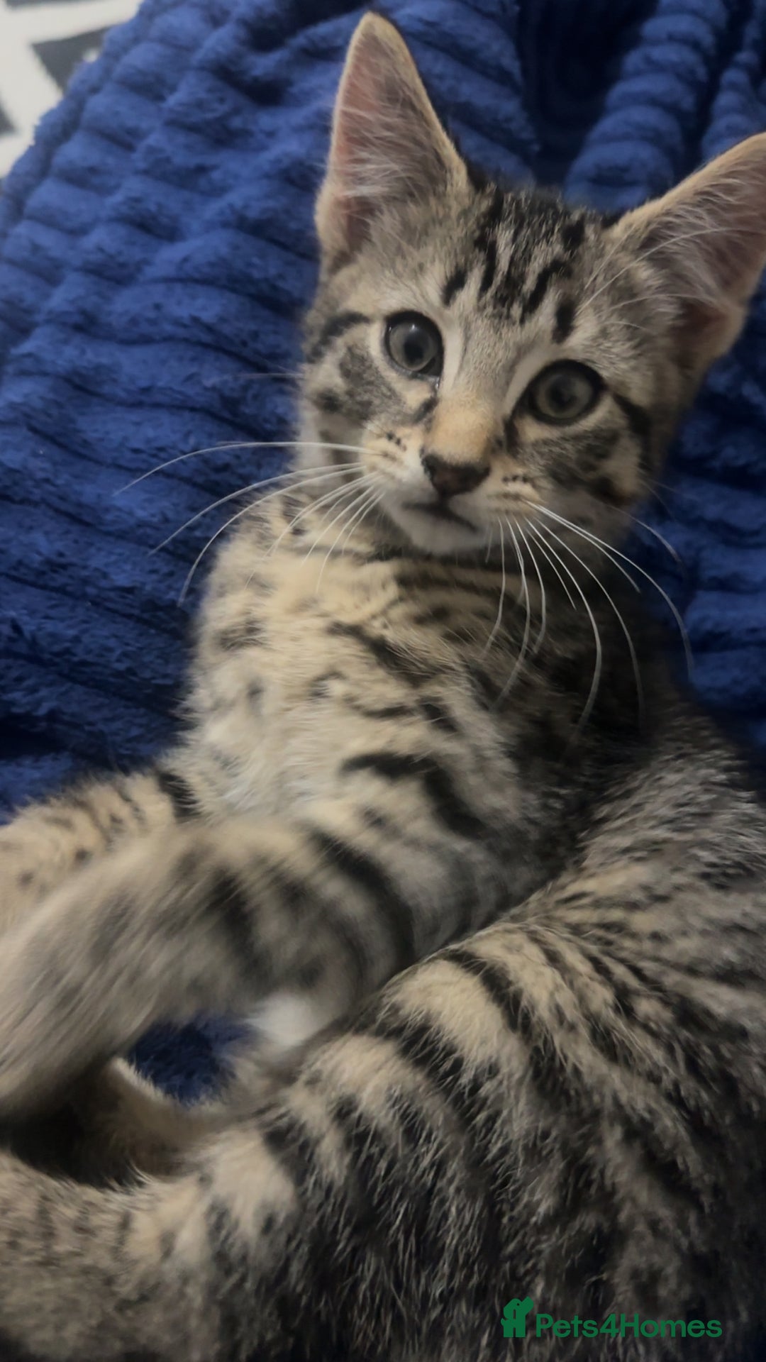 American Shorthair cats for sale: kitten for sale - Advert 1