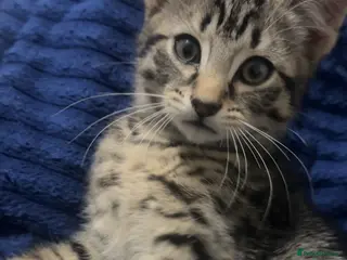 American Shorthair cats kitten for sale - Advert 3