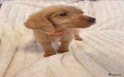 Labradoodle dogs for sale: ONLY 4 GIRLS LEFT F1 miniature labradoodles - Image 33