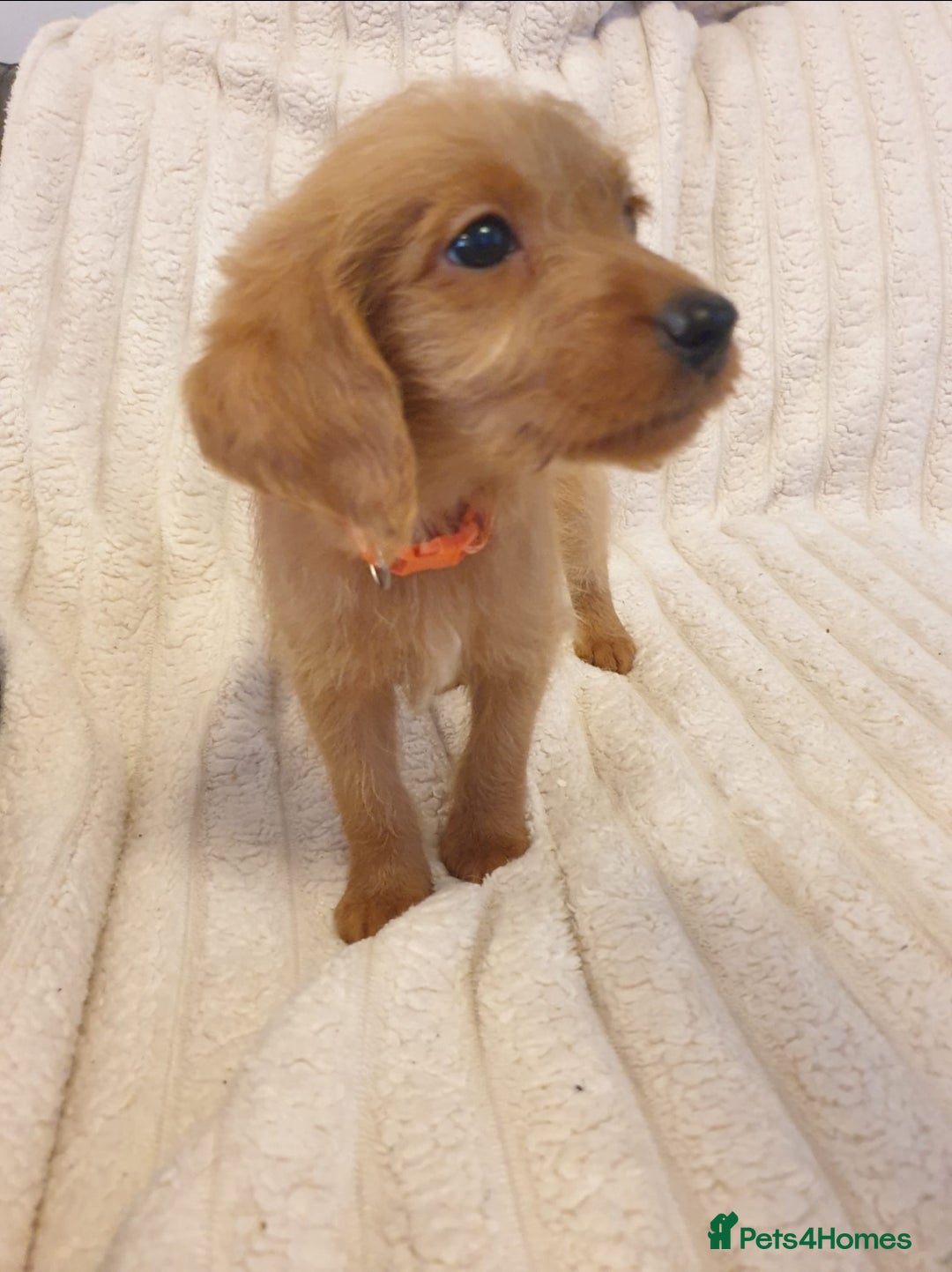 Labradoodle dogs for sale: ONLY 4 GIRLS LEFT F1 miniature labradoodles - Image 33