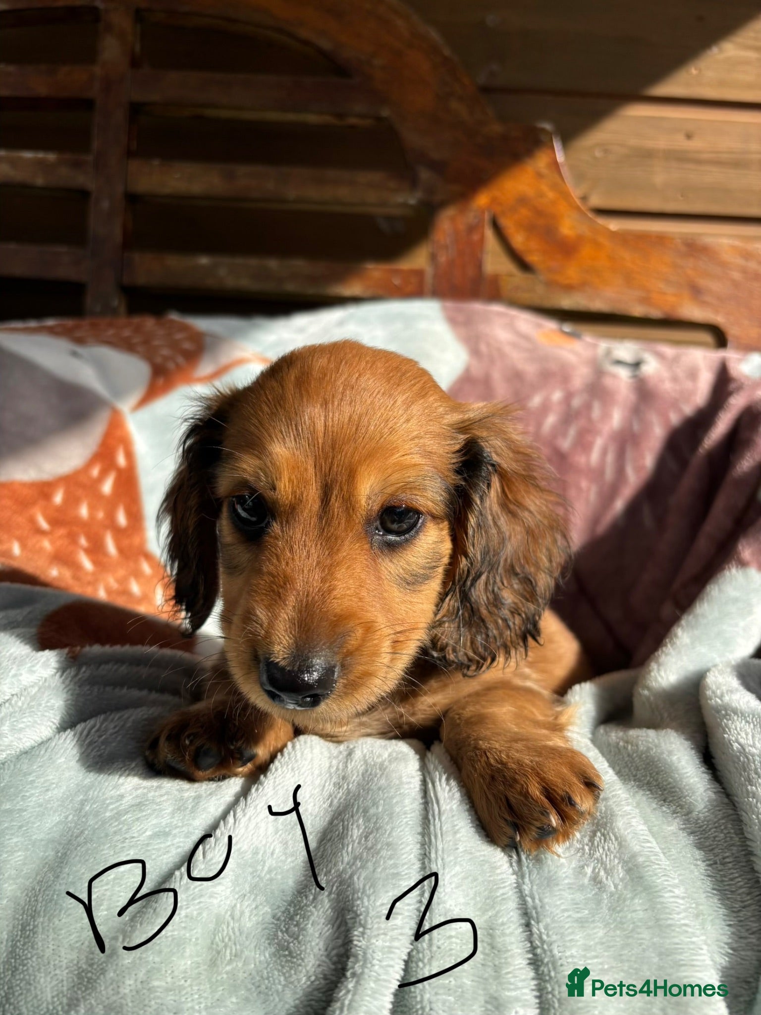 Dachshund dogs Beautiful Miniature Dachshund Puppies  - Advert 2