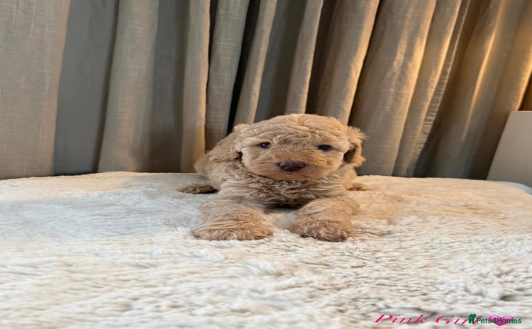 Australian Labradoodle dogs - Advert 13