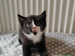 Mixed Breed cats Gorgeous kittens - Advert 4