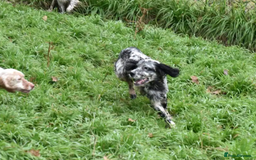 English Setter dogs for adoption: Evo   - Image 7