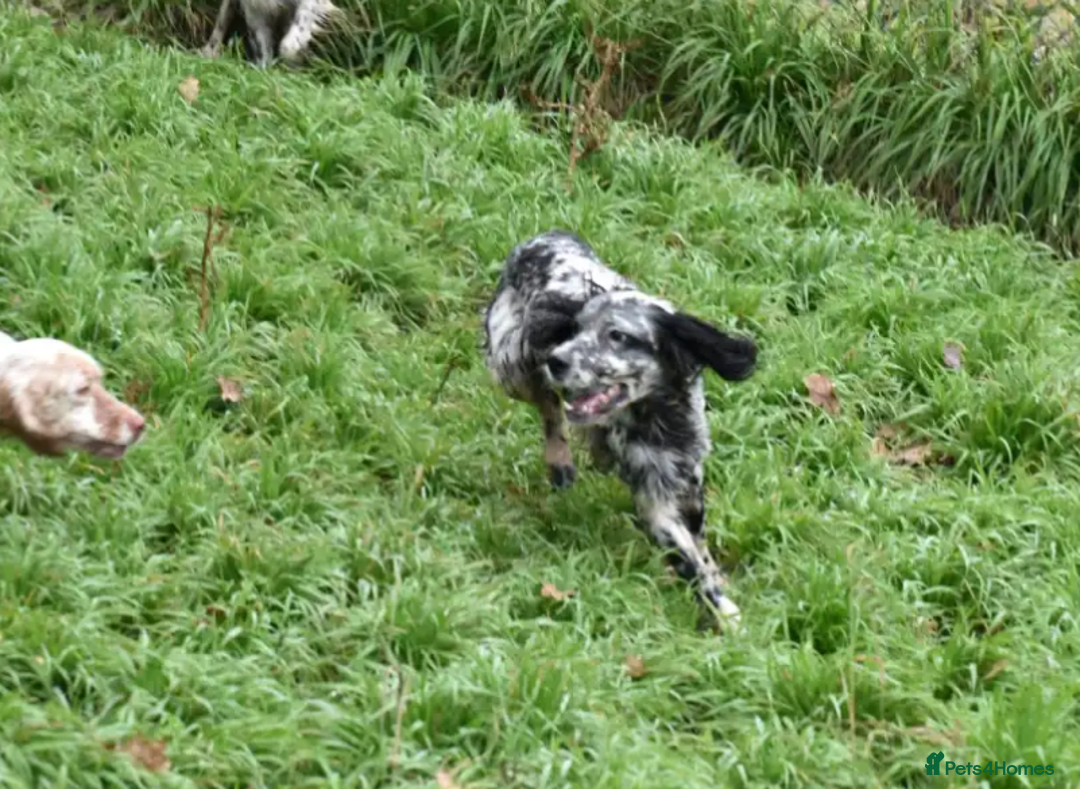 English Setter dogs for adoption: Evo   - Image 7