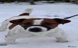 Jack Russell dogs for stud: Jack russel - Image 3