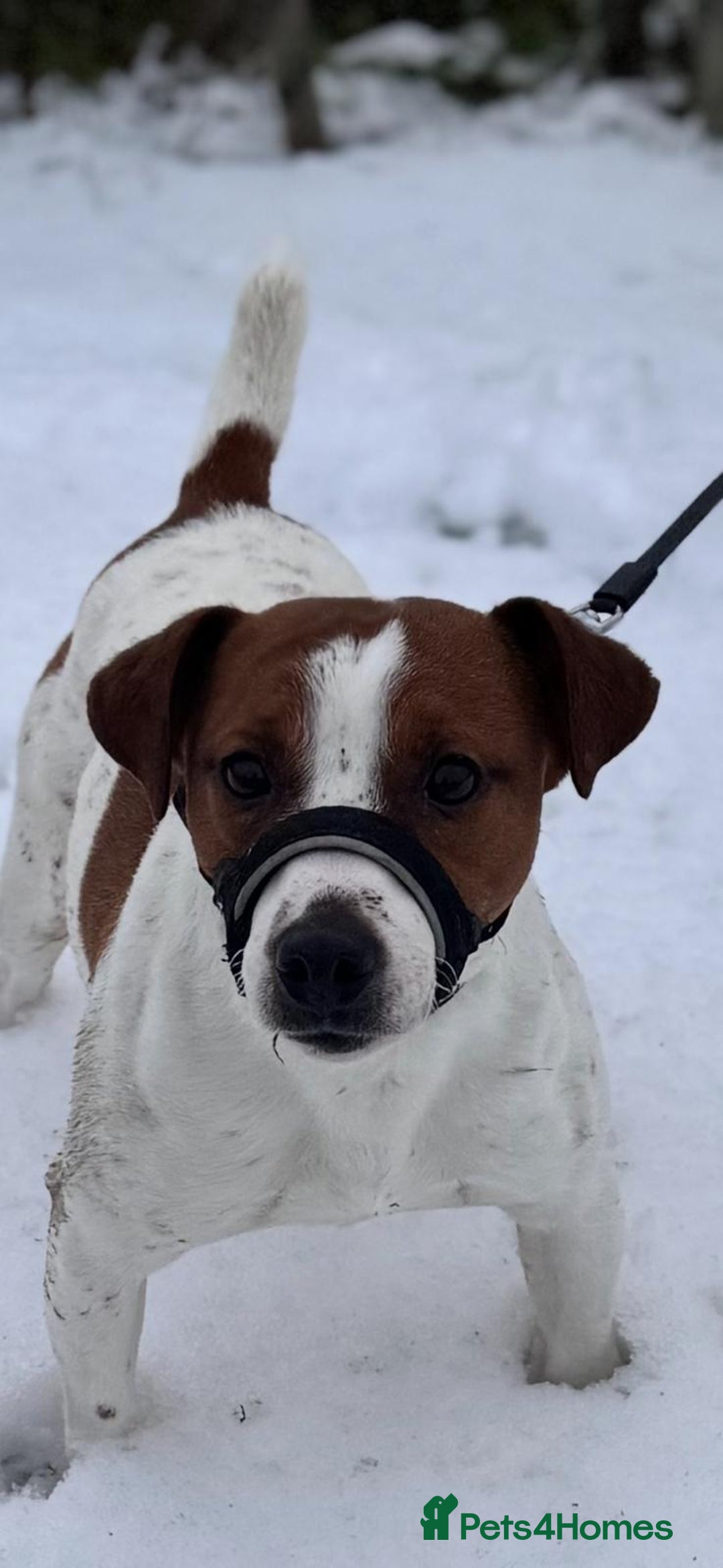 Jack Russell dogs for stud: Jack russel - Image 3