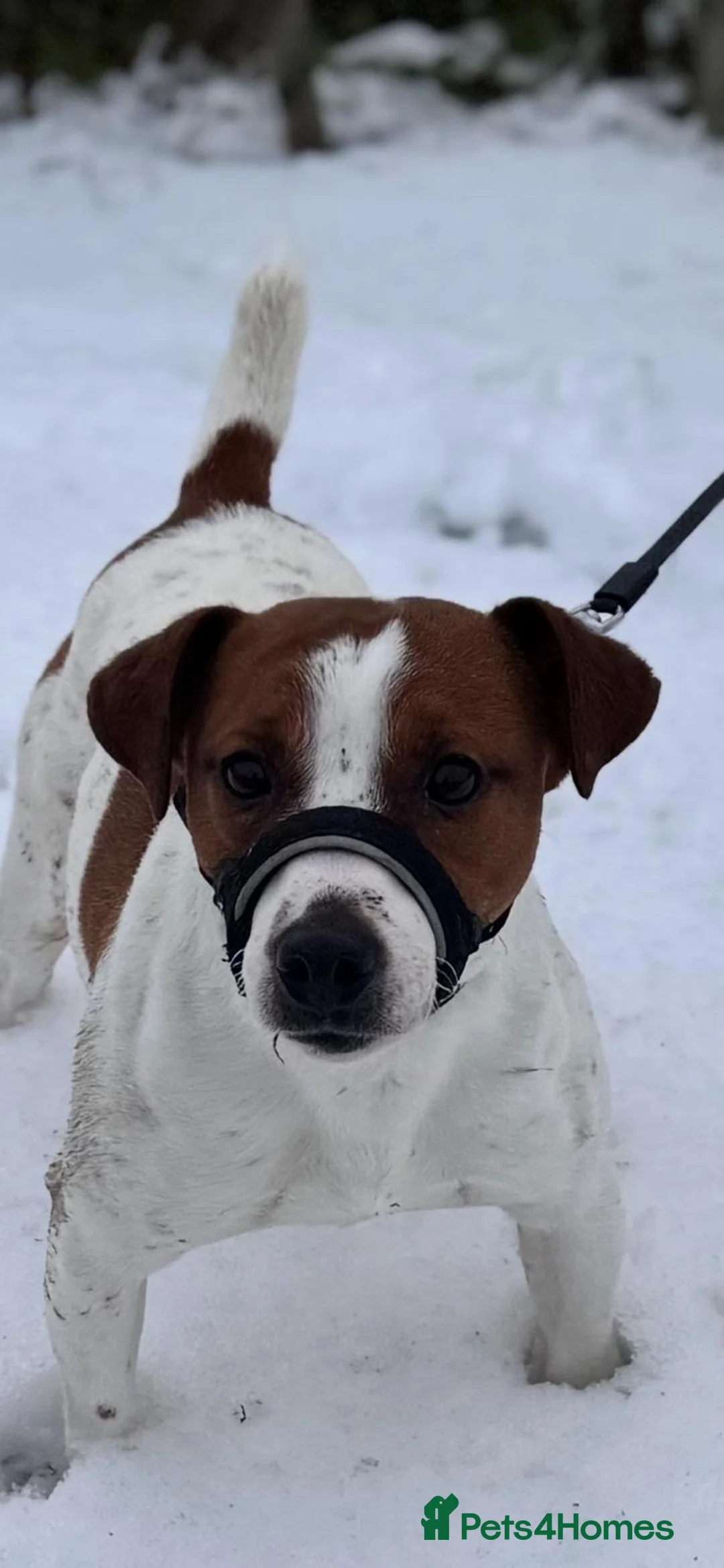 Jack Russell dogs for stud: Jack russel - Advert 3