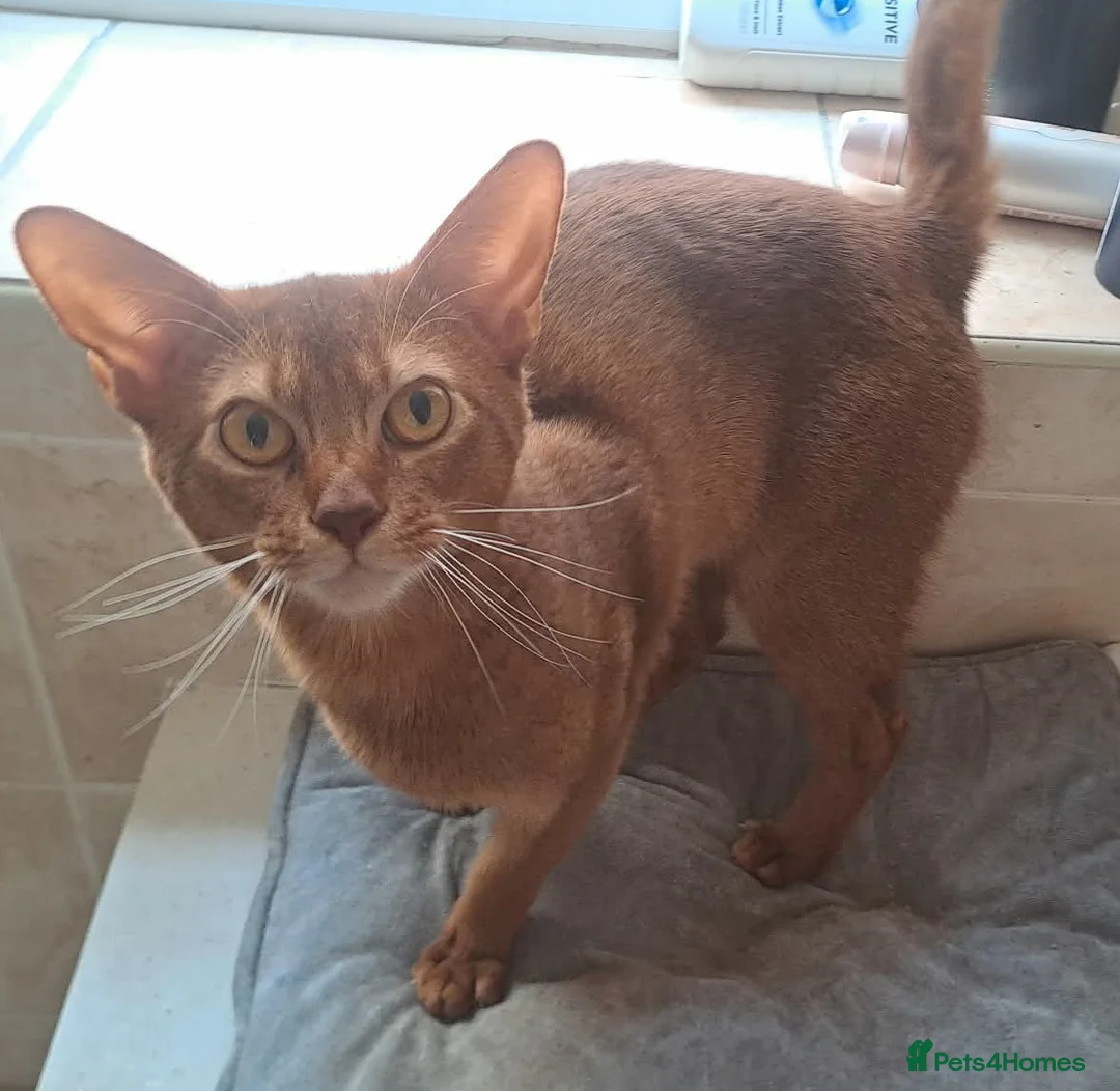 Abyssinian cats for sale: Abyssinian boy looking for a new home - Advert 1
