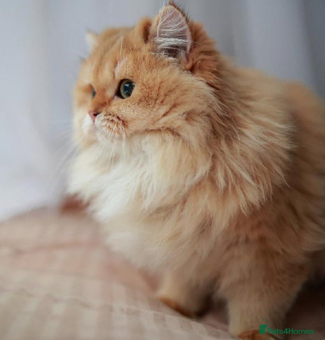 British Shorthair cats for sale: Golden Ny12 British Short Hair Boy  - Image 3