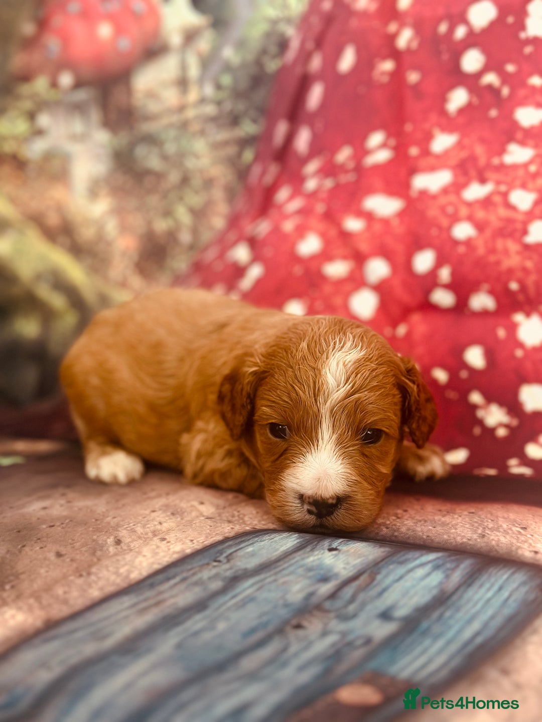 Cavapoo dogs for sale: ⭐️Health tested cavapoo baby’s⭐️ - Image 3