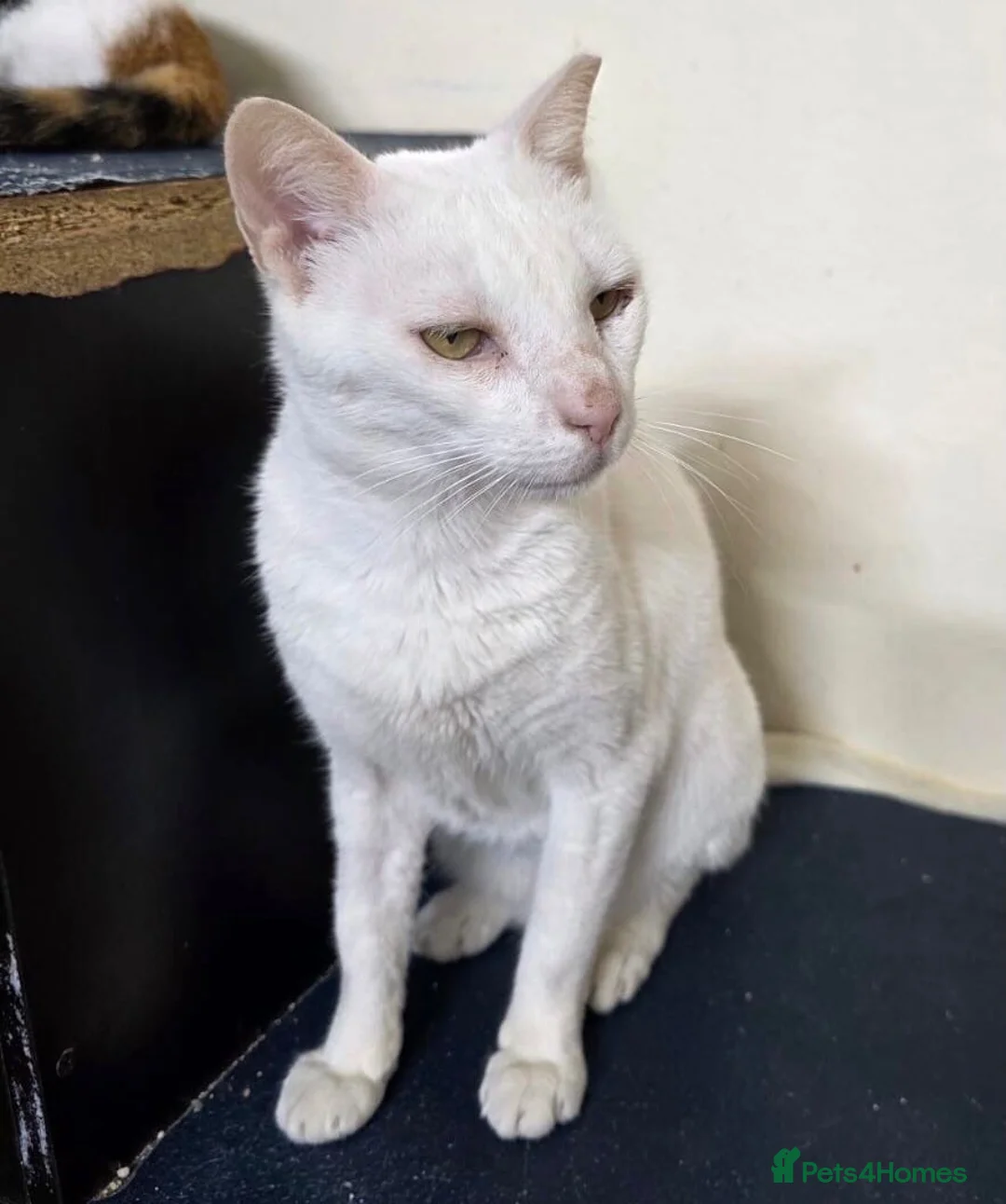 Mixed Breed cats for adoption: HELP ! I AM FIV= I AM GREAT NO ONE WANTS 2ADOPT ME - Advert 2