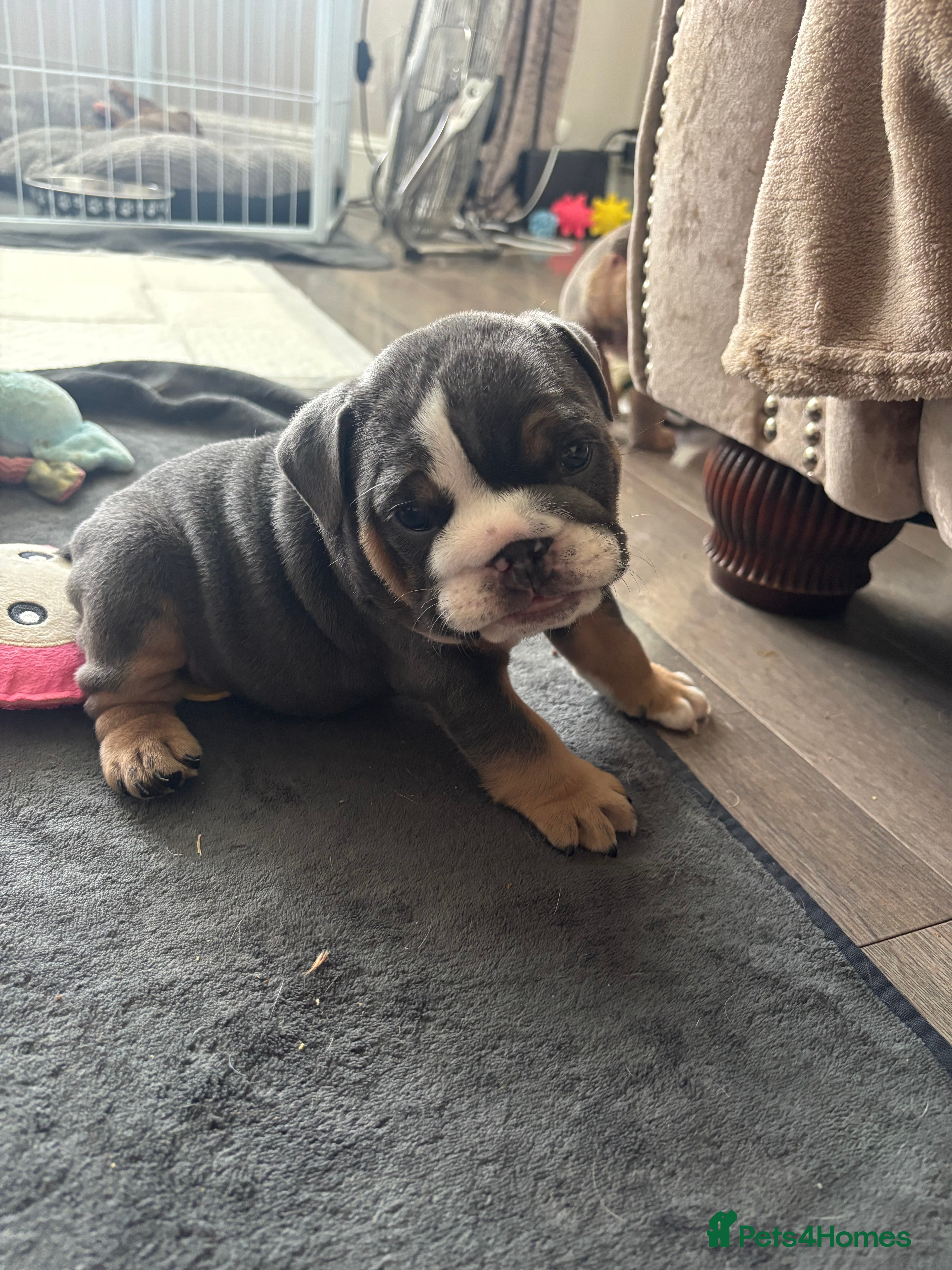 English Bulldog dogs English Bulldog Puppies – 5 Girls & 2 Boys - Advert 2