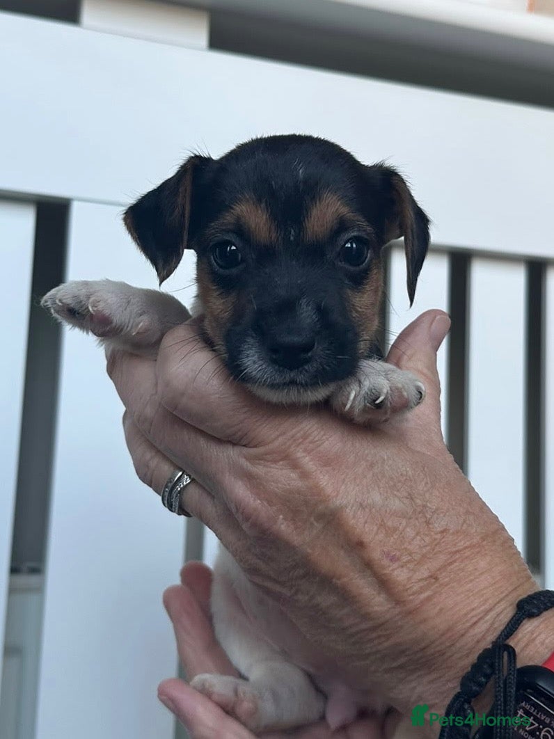 Jack Russell dogs Beautiful Jack Russell Puppies - Advert 18