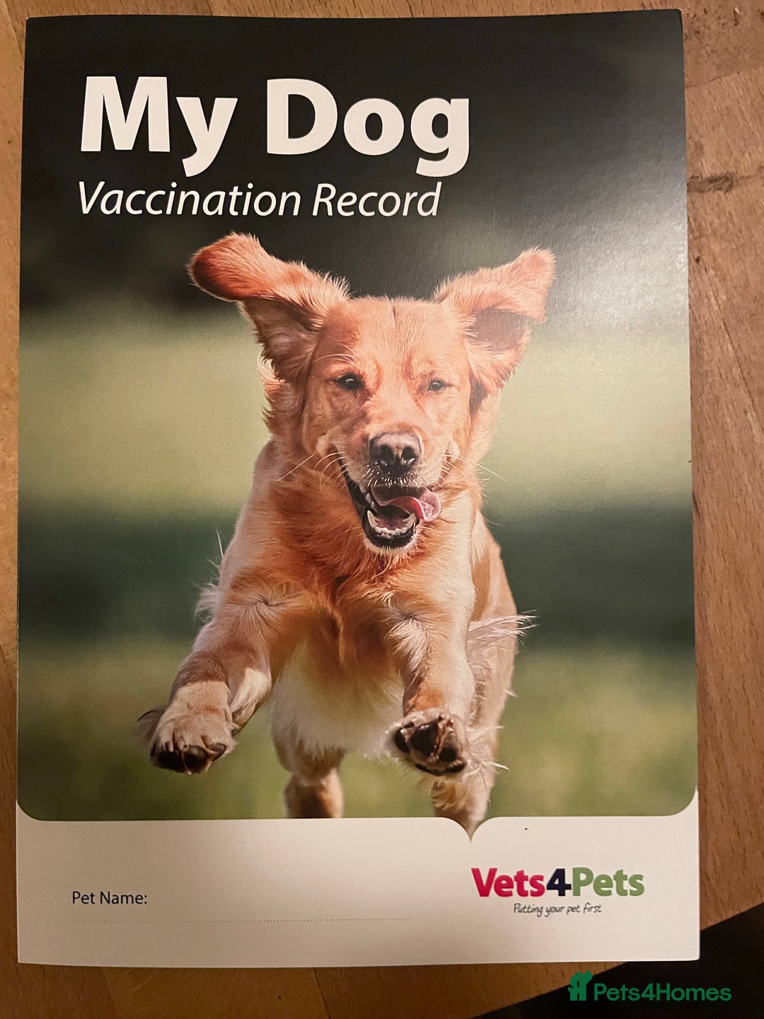 Miniature Poodle dogs for sale: Gorgeous Miniature Poodle puppies  - Advert 7