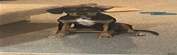 Mixed Breed dogs for sale: Walter - Advert 14