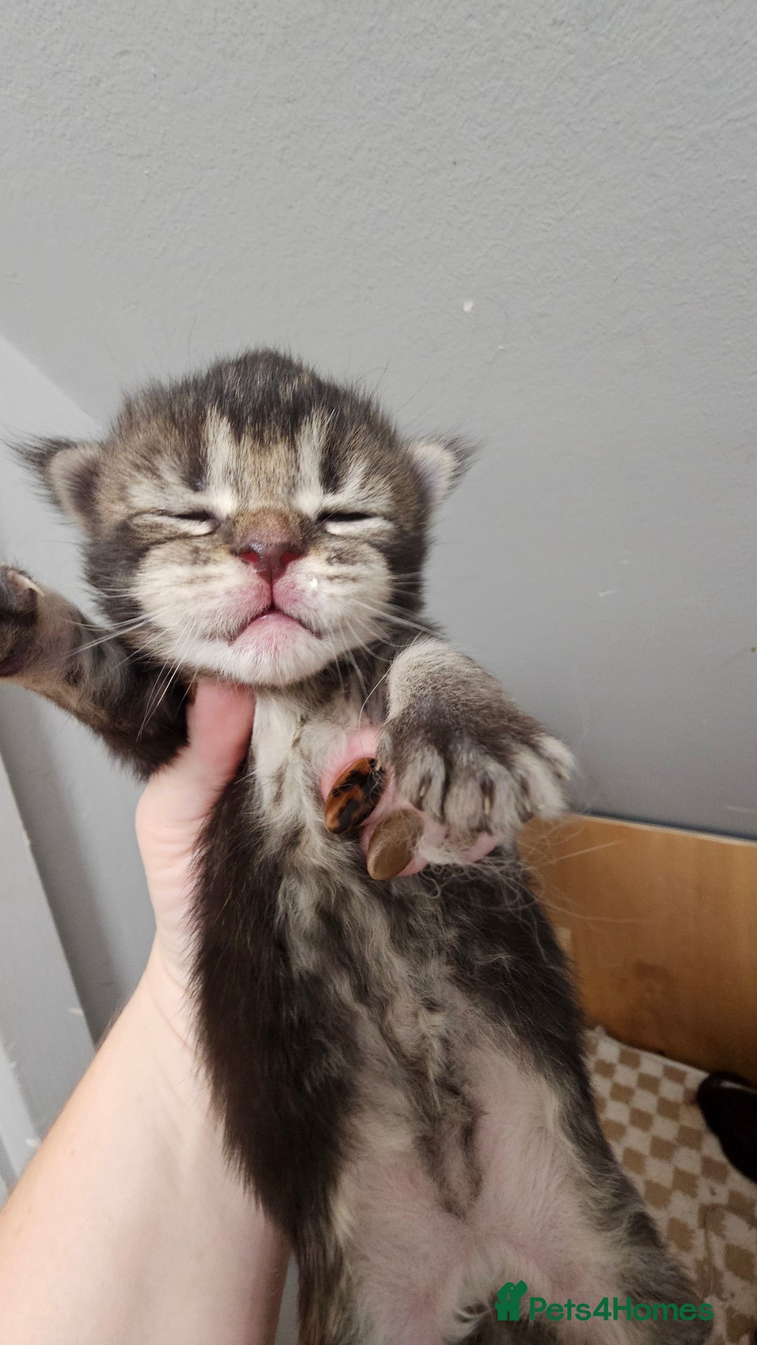 Maine Coon cats for sale: Registered maine coon babies - Advert 9