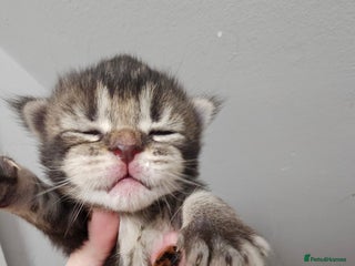 Maine Coon cats Registered maine coon babies - Advert 1