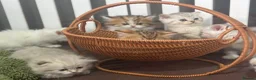 Munchkin cats for sale: Full Pedigree Munchkin Kittens - Advert 20