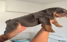 English Bulldog dogs for sale: Stunning KC Registered English Bulldog Puppies - Image 13