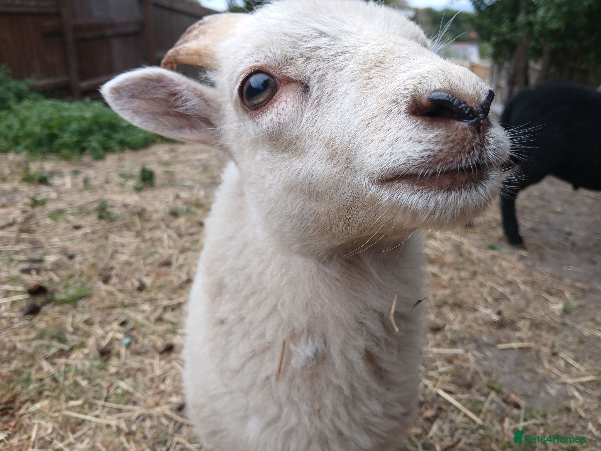 Sheep livestock Registered Pedigree Ouessant ewe and ram lamb - Advert 14