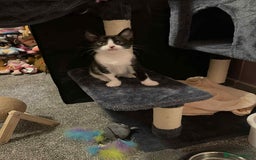 Domestic Shorthair cats for sale: 8 week old black and white kitten  - Image 2
