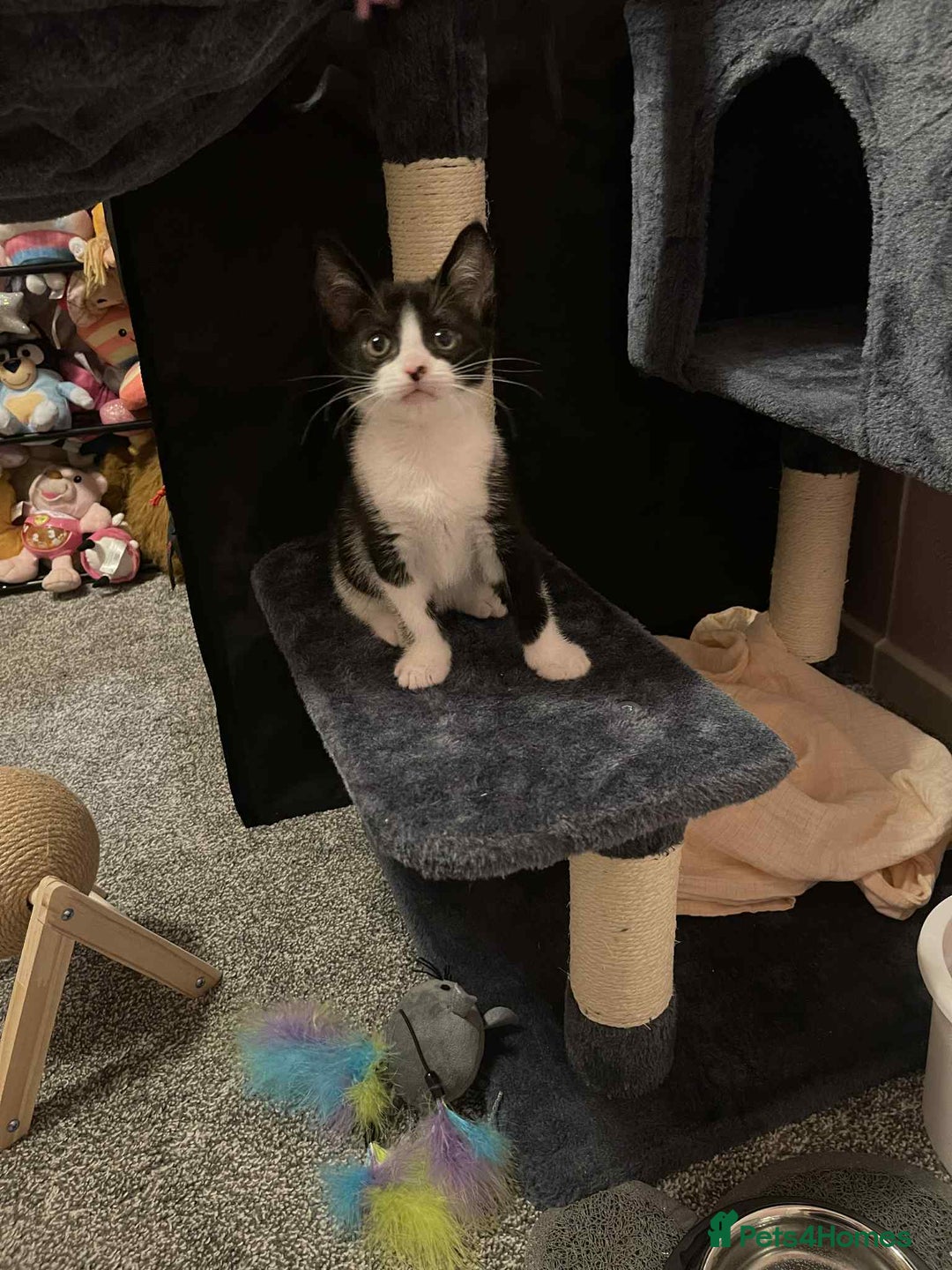 Domestic Shorthair cats for sale: 8 week old black and white kitten  - Image 2