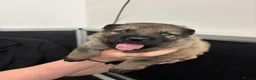 German Shepherd dogs for sale: German shepherd pups (working line) - Advert 9