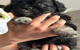 Mixed Breed dogs for sale: Beautiful Froodle pups dad pink carrier - Image 13