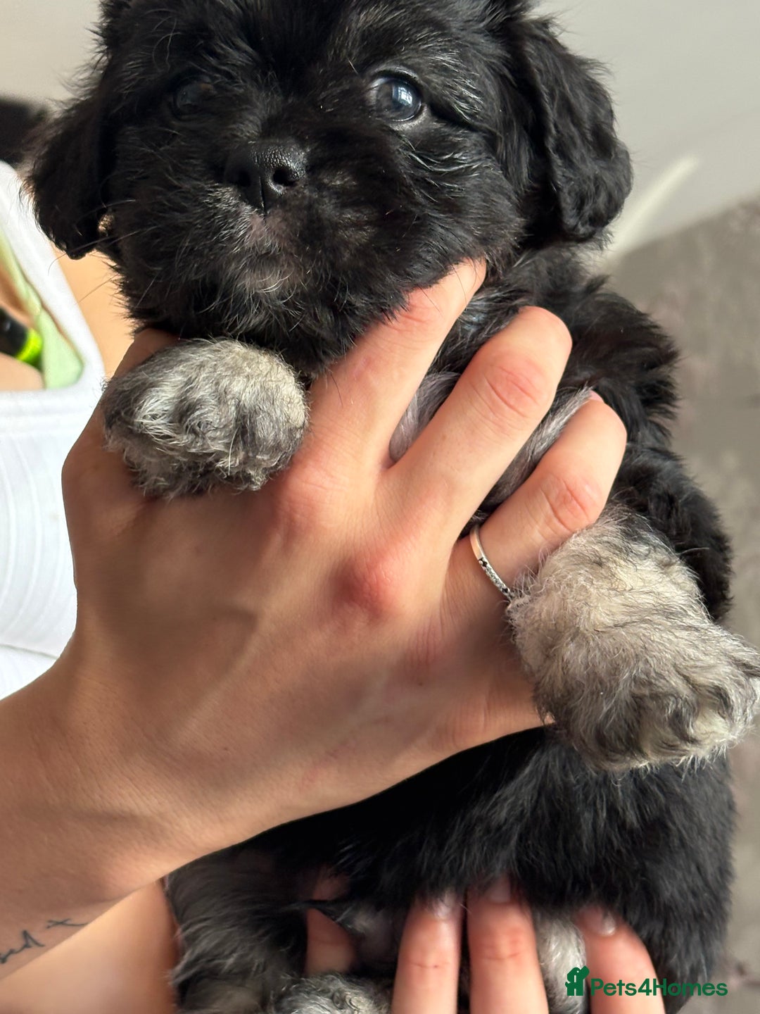 Mixed Breed dogs for sale: Beautiful Froodle pups dad pink carrier - Image 13