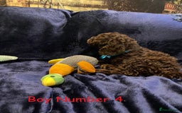 Cockapoo dogs for sale: Chocolate Cockapoo Puppies - PRICE REDUCED - Image 5