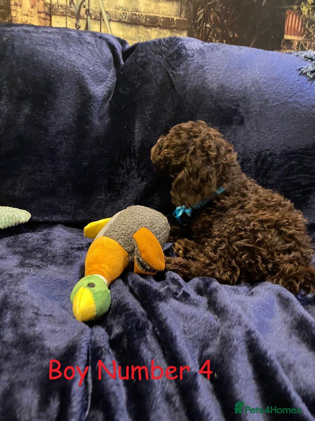 Cockapoo dogs for sale: Chocolate Cockapoo Puppies - PRICE REDUCED - Image 5