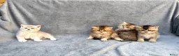 British Longhair cats for sale: Pedigree British shorthair & longhair golden  - Advert 12