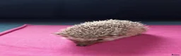 Pygmy Hedgehog rodents for sale: Baby African pygmy hedgehogs for sale  in Leicester - Advert 11
