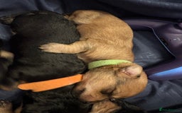 Mixed Breed dogs for sale: Doxie poo puppies - Image 33