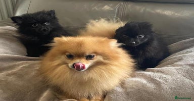 Pomeranian dogs - Advert 1