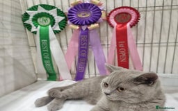 British Shorthair cats for sale: X2 British shorthair female kittens  - Advert 1