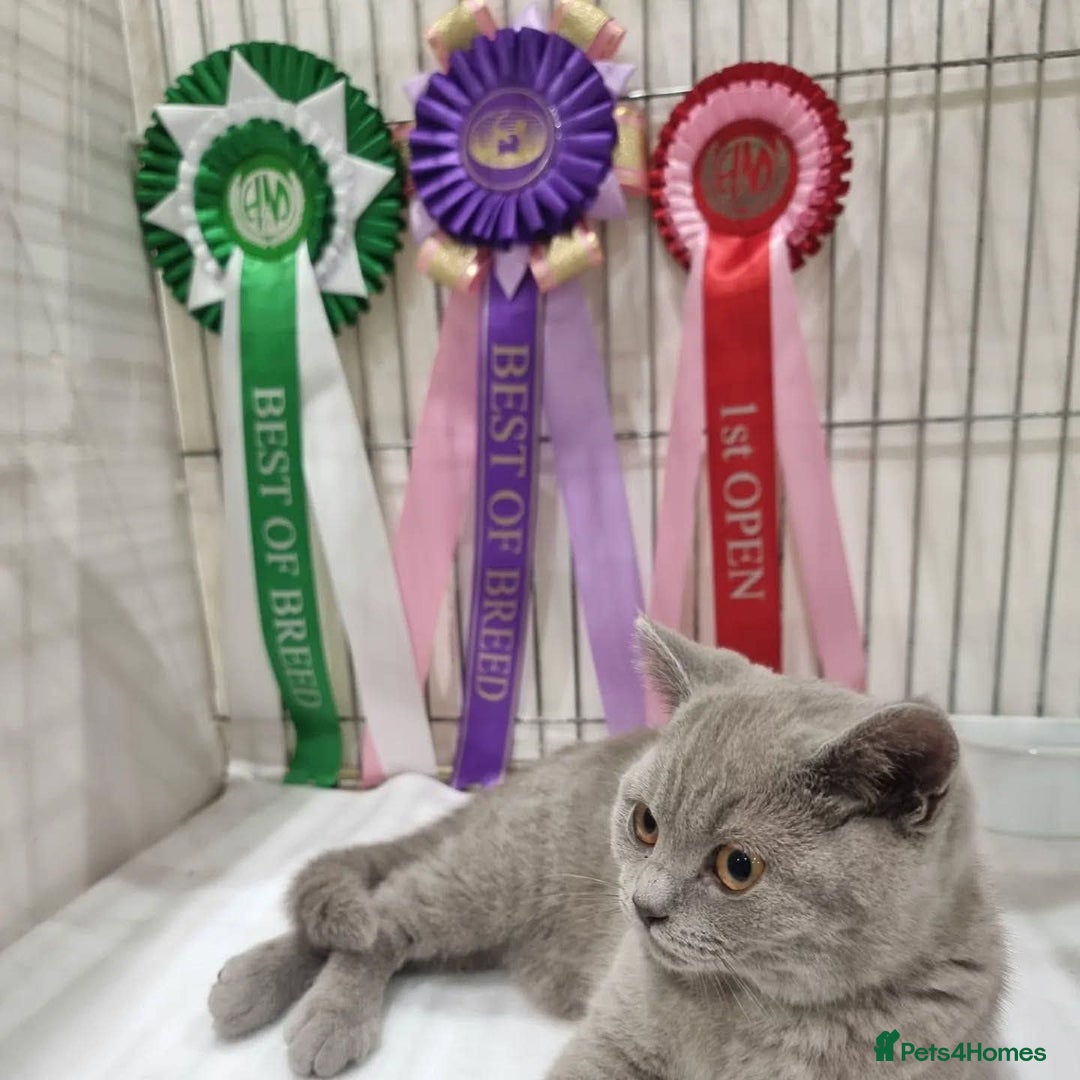 British Shorthair cats for sale: X2 British shorthair female kittens  - Advert 1