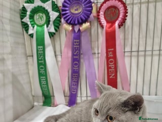 British Shorthair cats X2 British shorthair female kittens - Advert 2