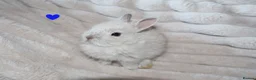 Netherland Dwarf rabbits for sale: 🐰 Netherland Dwarf Rabbits for Sale 🐰 - Advert 1