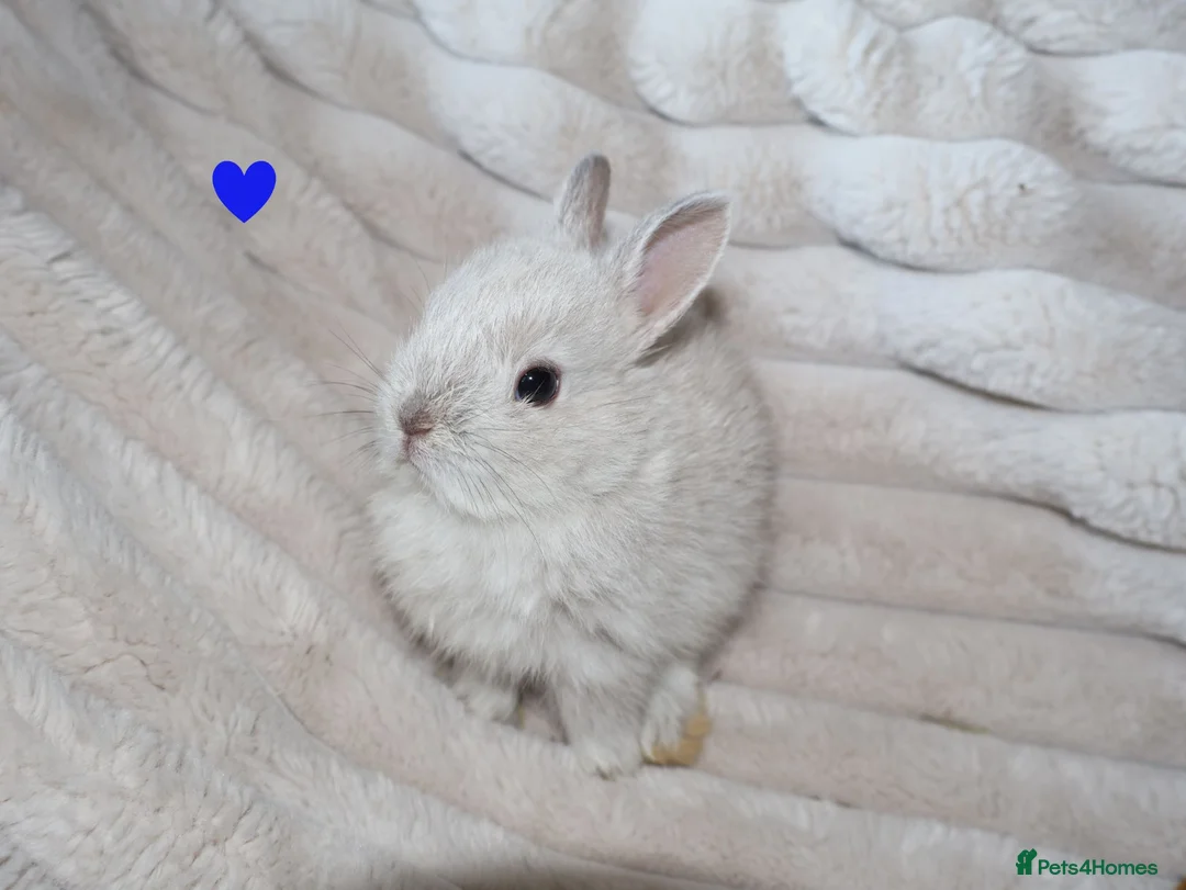 Netherland Dwarf rabbits for sale: 🐰 Netherland Dwarf Rabbits for Sale 🐰 - Advert 1