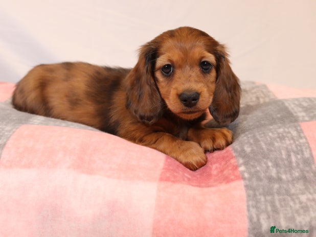 Miniature Dachshund dogs Exceptional Miniature longhaired dachshunds - Advert 4