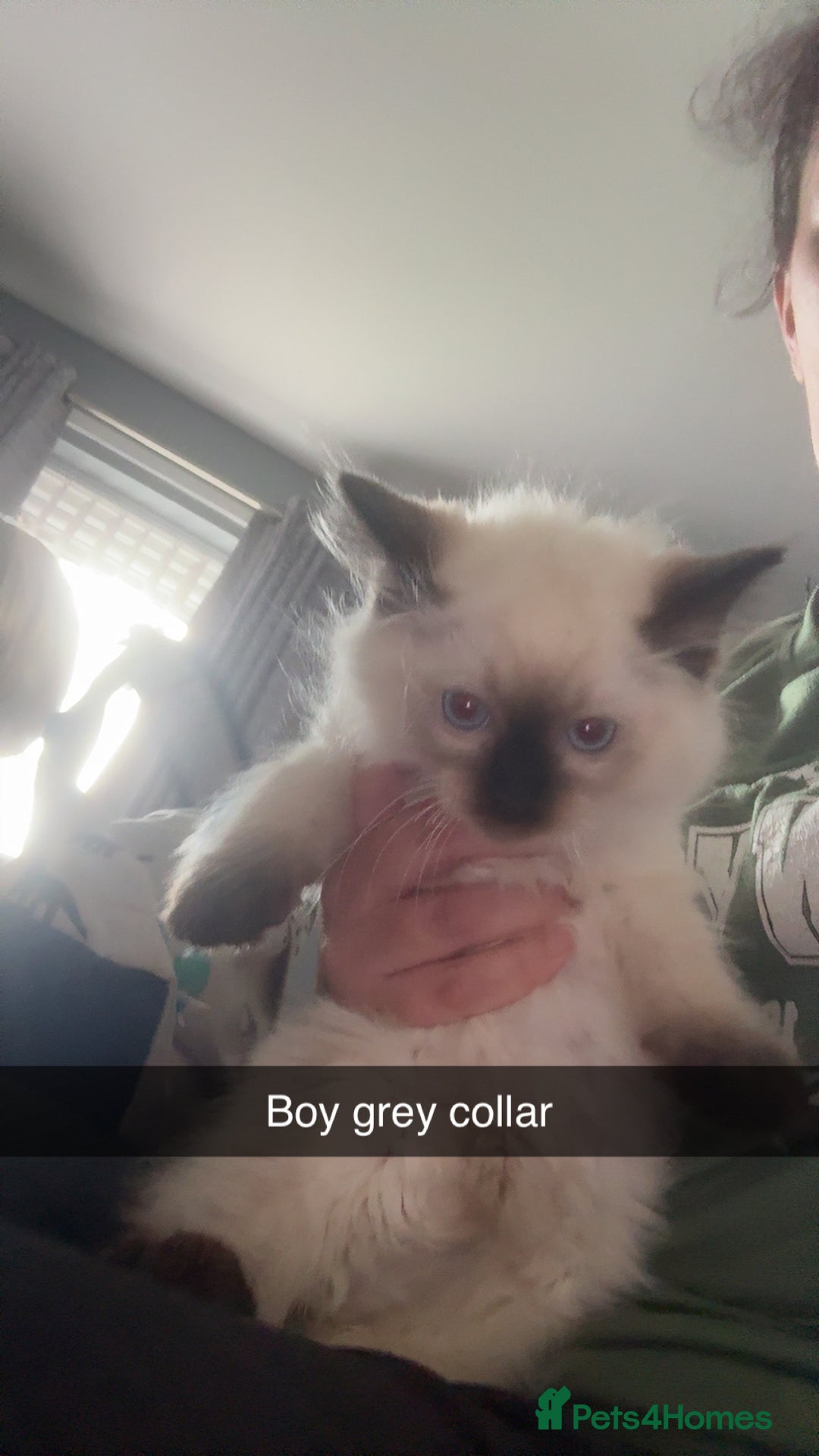 Ragdoll cats for sale: Ragdoll kittens - Image 3