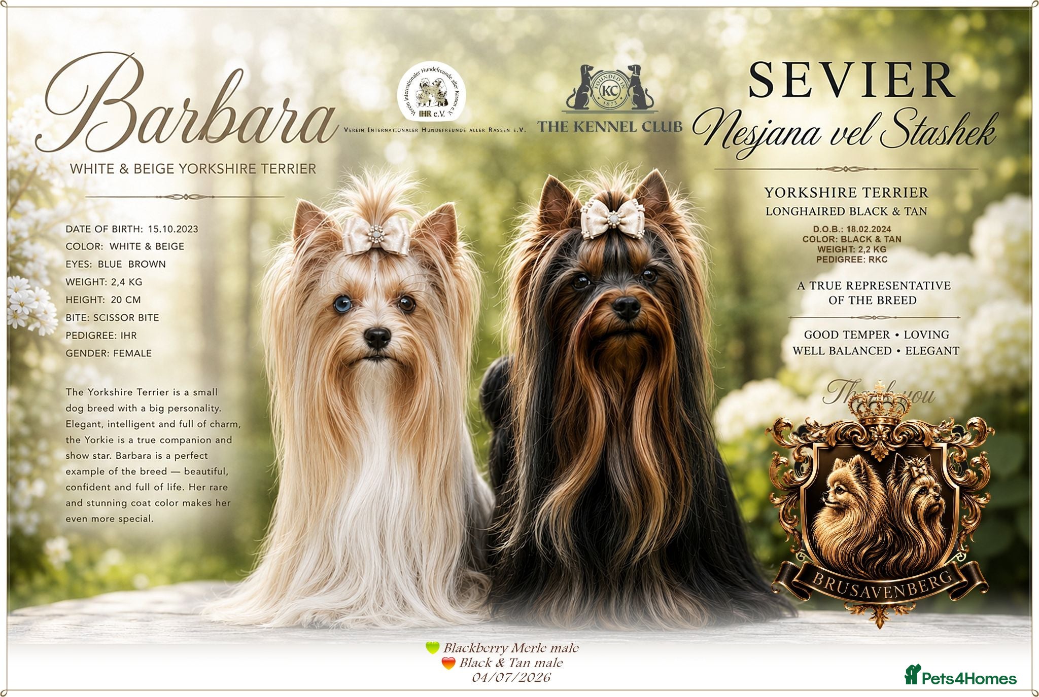 Yorkshire Terrier dogs BLUEBERRY MERLE AND BLACK & TAN BOYS DNA TESTED - Advert 1