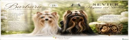Yorkshire Terrier dogs for sale: BLUEBERRY MERLE AND BLACK & TAN BOYS DNA TESTED - Advert 2