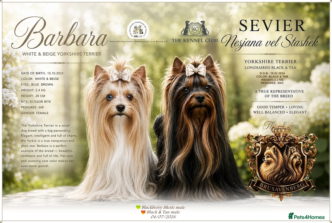 Yorkshire Terrier dogs for sale: BLUEBERRY MERLE AND BLACK & TAN BOYS DNA TESTED - Advert 2